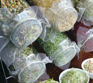 sectional title property, grow sprouts in glass jars