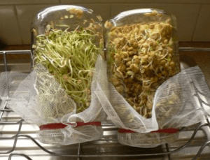 sectional title property, grow sprouts in glass jars