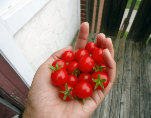 sectional title property, balcony gardening, tomatoes 