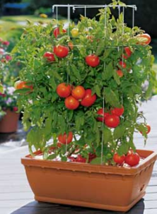 sectional title, balcony gardening, sectional title property